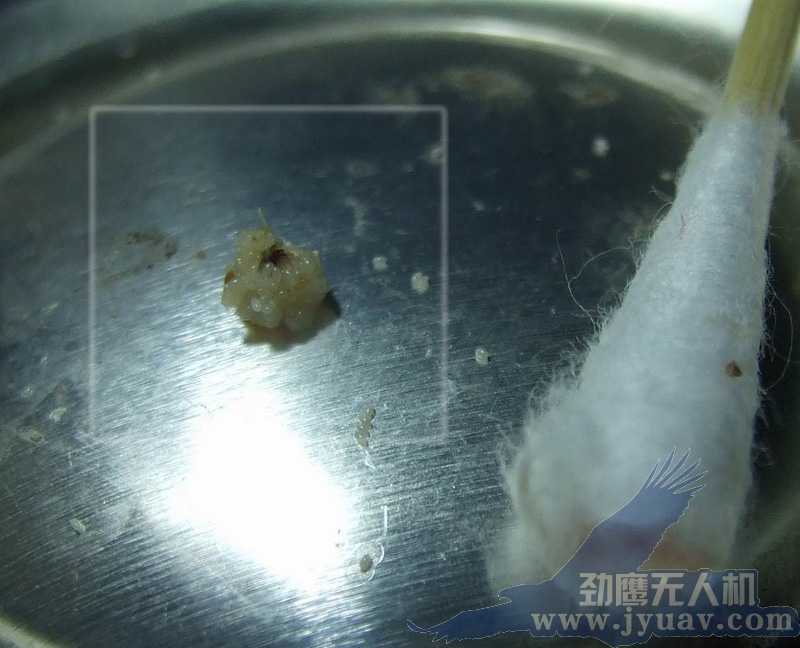 劲鹰航测非洲(zhōu)行寄生虫